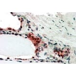 Immunohistochemistry - Anti-CSN2 Antibody (A83928) - Antibodies.com