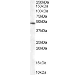 Western Blot - Anti-COPS2 Antibody (A83928) - Antibodies.com