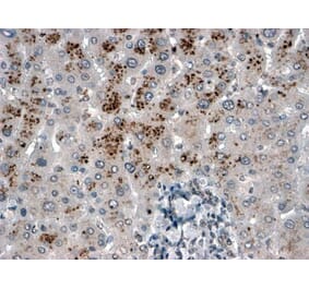 Immunohistochemistry - Anti-USP15 Antibody (A83935) - Antibodies.com