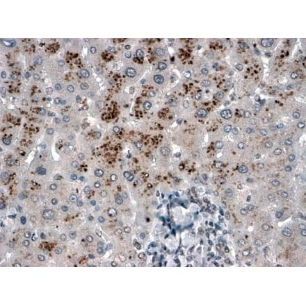 Immunohistochemistry - Anti-USP15 Antibody (A83935) - Antibodies.com