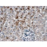 Immunohistochemistry - Anti-USP15 Antibody (A83935) - Antibodies.com