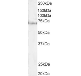 Western Blot - Anti-Pescadillo Antibody (A83936) - Antibodies.com