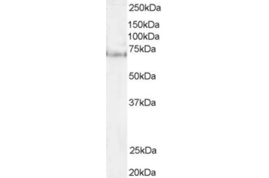 Western Blot - Anti-Pescadillo Antibody (A83936) - Antibodies.com