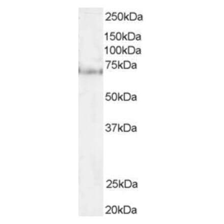 Western Blot - Anti-Pescadillo Antibody (A83936) - Antibodies.com