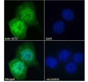 Immunofluorescence - Anti-ECT2 Antibody (A83937) - Antibodies.com