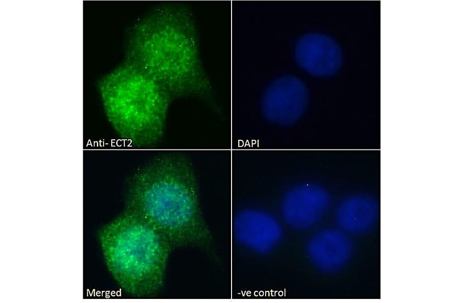 Immunofluorescence - Anti-ECT2 Antibody (A83937) - Antibodies.com