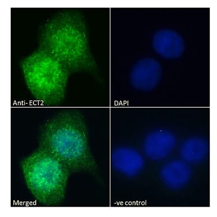 Immunofluorescence - Anti-ECT2 Antibody (A83937) - Antibodies.com