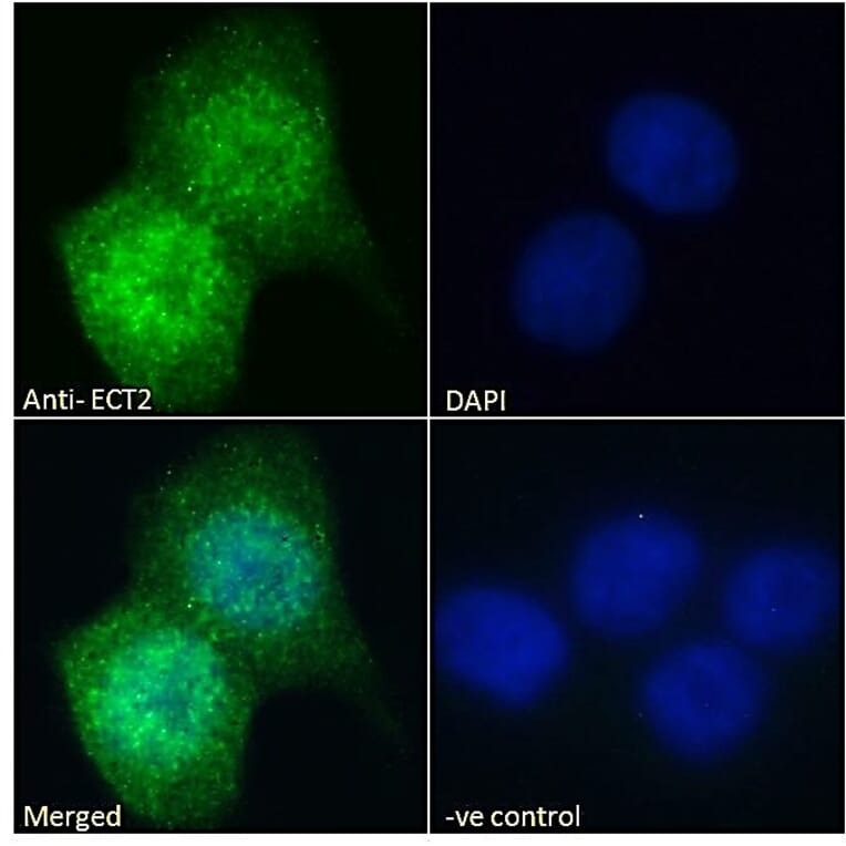 Immunofluorescence - Anti-ECT2 Antibody (A83937) - Antibodies.com