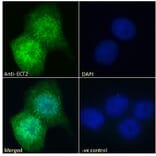 Immunofluorescence - Anti-ECT2 Antibody (A83937) - Antibodies.com