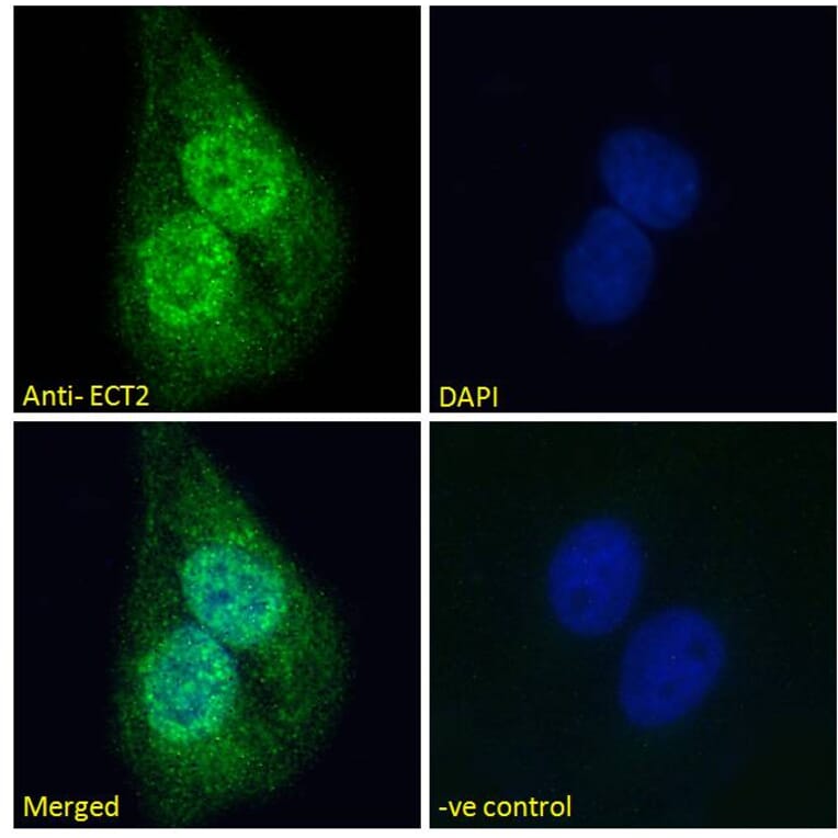 Immunofluorescence - Anti-ECT2 Antibody (A83937) - Antibodies.com