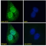 Immunofluorescence - Anti-ECT2 Antibody (A83937) - Antibodies.com