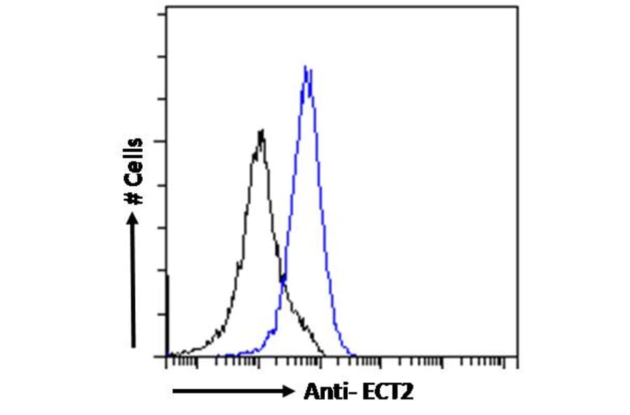 Flow Cytometry - Anti-ECT2 Antibody (A83937) - Antibodies.com