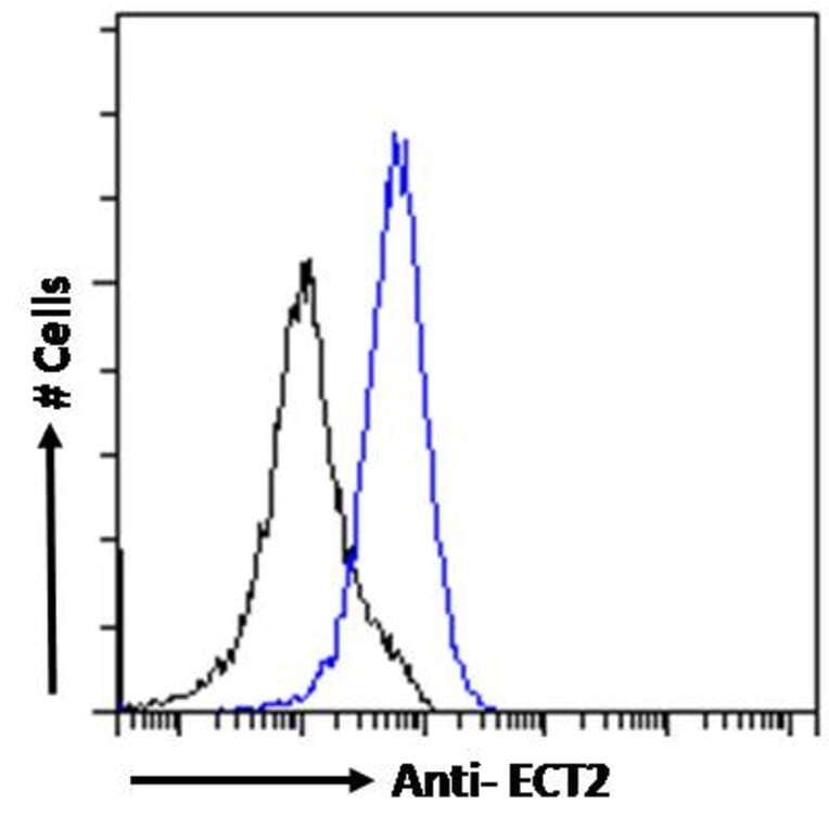 Flow Cytometry - Anti-ECT2 Antibody (A83937) - Antibodies.com