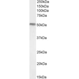 Western Blot - Anti-FOXA1 Antibody (A83938) - Antibodies.com