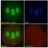 Immunofluorescence - Anti-FOXA1 Antibody (A83938) - Antibodies.com