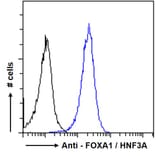 Flow Cytometry - Anti-FOXA1 Antibody (A83938) - Antibodies.com