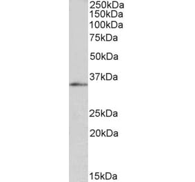 Western Blot - Anti-FOXB1 Antibody (A83939) - Antibodies.com