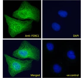 Immunofluorescence - Anti-FOXC1 Antibody (A83940) - Antibodies.com