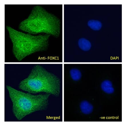 Immunofluorescence - Anti-FOXC1 Antibody (A83940) - Antibodies.com