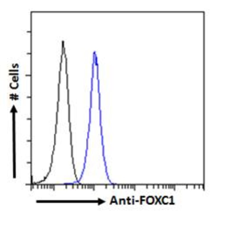 Flow Cytometry - Anti-FOXC1 Antibody (A83940) - Antibodies.com