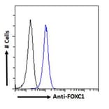 Flow Cytometry - Anti-FOXC1 Antibody (A83940) - Antibodies.com
