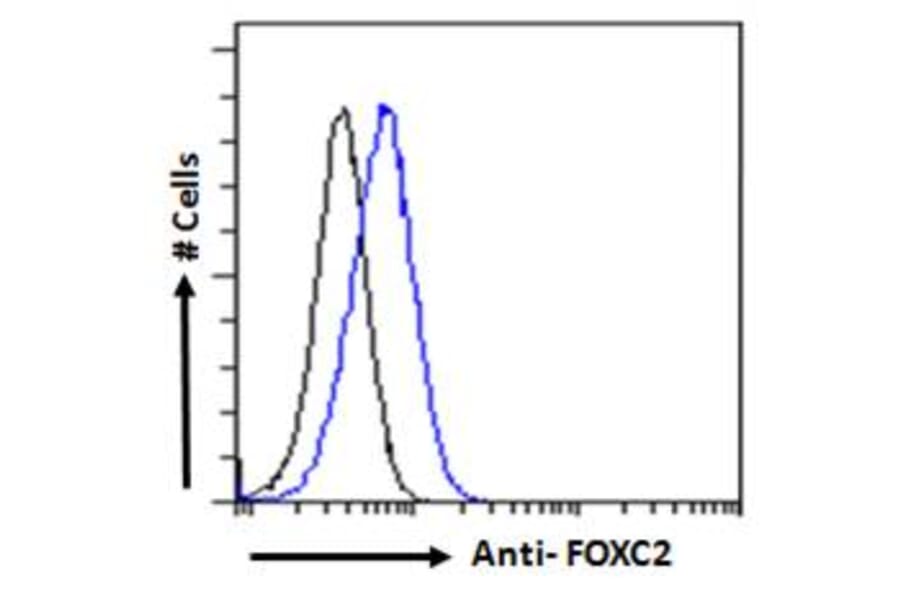 Flow Cytometry - Anti-FOXC2 Antibody (A83941) - Antibodies.com