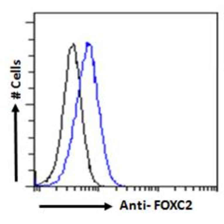 Flow Cytometry - Anti-FOXC2 Antibody (A83941) - Antibodies.com