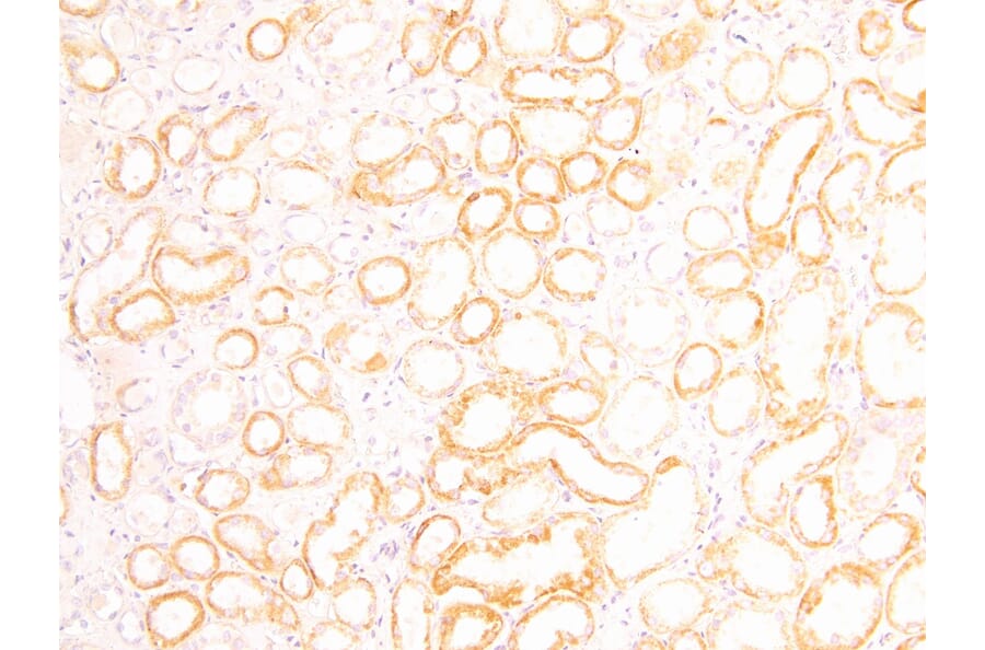 Immunohistochemistry - Anti-FOXD1/BF-2 Antibody (A83942) - Antibodies.com
