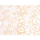 Immunohistochemistry - Anti-FOXD1/BF-2 Antibody (A83942) - Antibodies.com