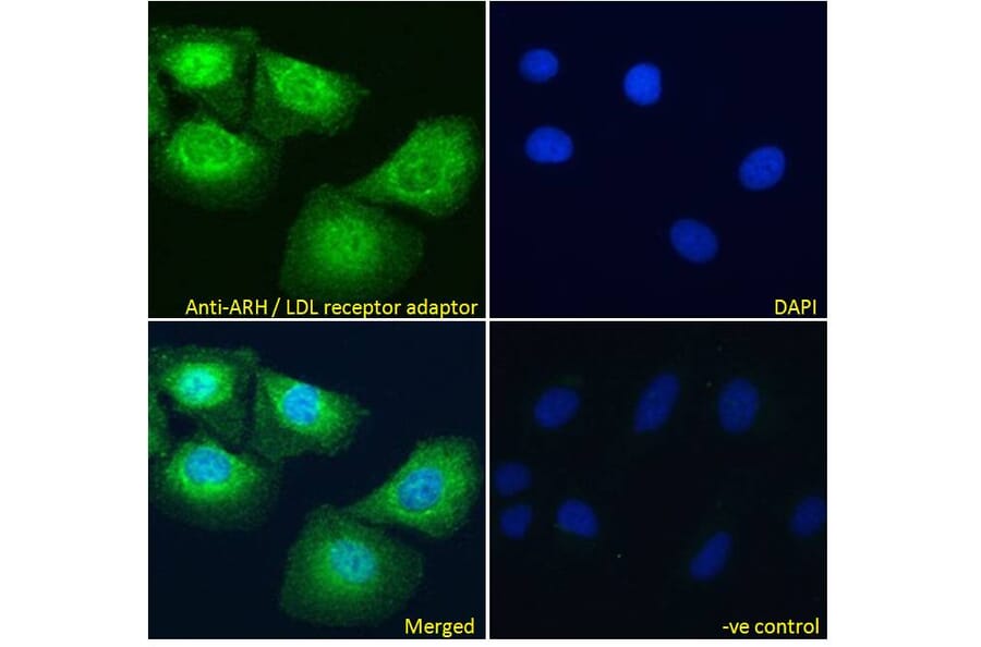 Immunofluorescence - Anti-ARH Antibody (A83944) - Antibodies.com