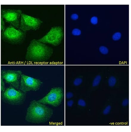 Immunofluorescence - Anti-ARH Antibody (A83944) - Antibodies.com