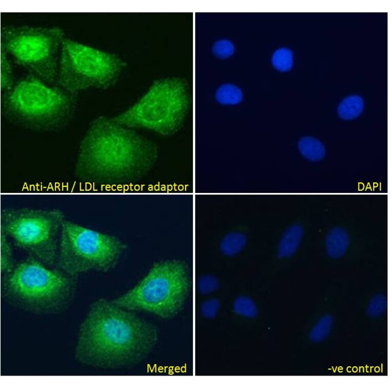 Immunofluorescence - Anti-ARH Antibody (A83944) - Antibodies.com
