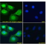 Immunofluorescence - Anti-ARH Antibody (A83944) - Antibodies.com
