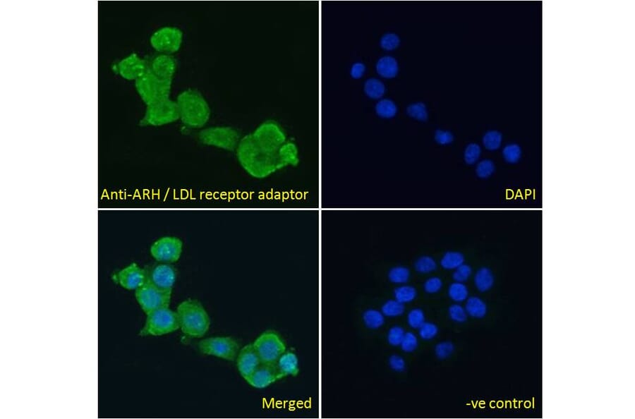 Immunofluorescence - Anti-ARH Antibody (A83944) - Antibodies.com