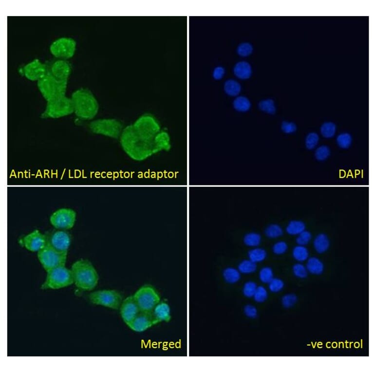 Immunofluorescence - Anti-ARH Antibody (A83944) - Antibodies.com