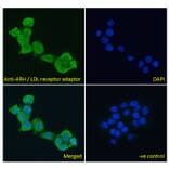 Immunofluorescence - Anti-ARH Antibody (A83944) - Antibodies.com
