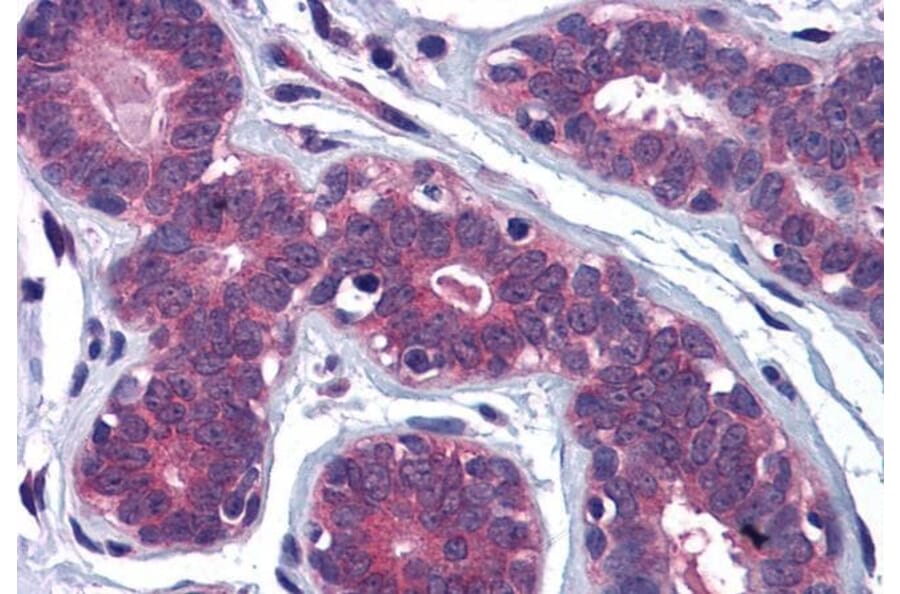 Immunohistochemistry - Anti-MYRIP Antibody (A83946) - Antibodies.com