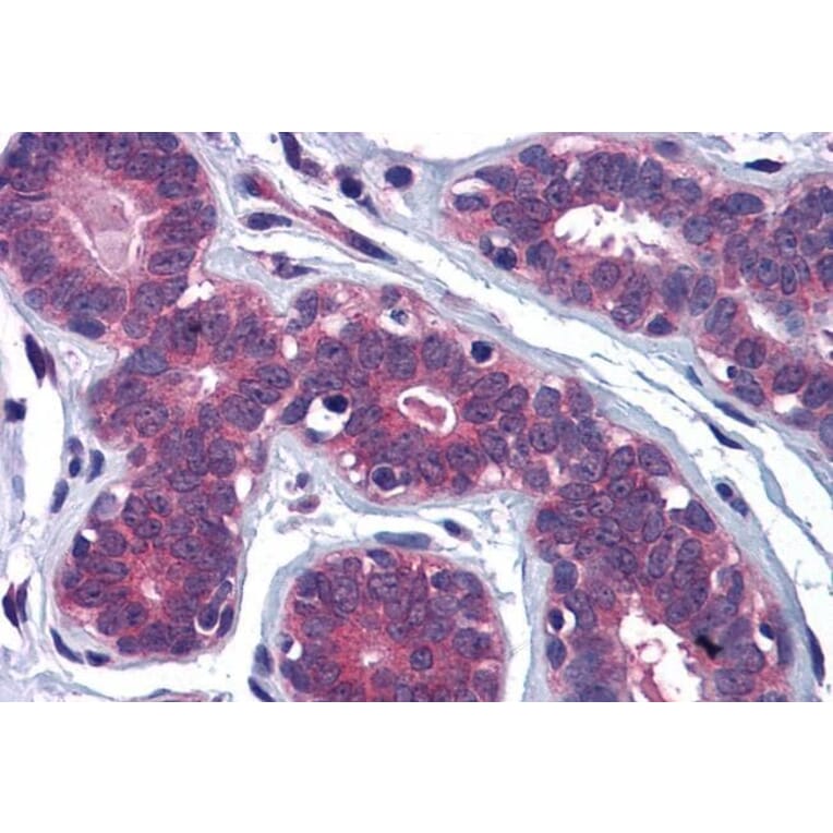 Immunohistochemistry - Anti-MYRIP Antibody (A83946) - Antibodies.com