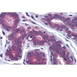 Immunohistochemistry - Anti-MYRIP Antibody (A83946) - Antibodies.com
