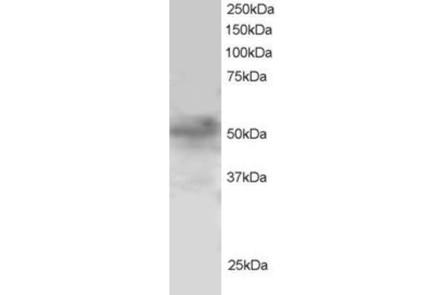 Western Blot - Anti-FOXQ1 Antibody (A83947) - Antibodies.com