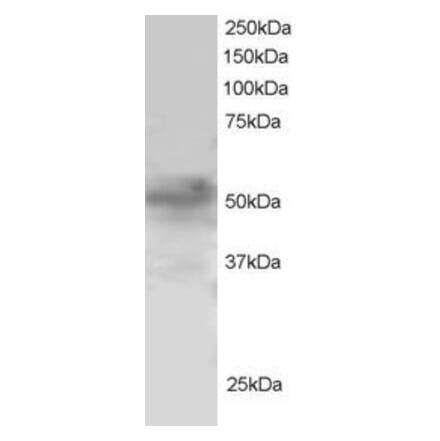 Western Blot - Anti-FOXQ1 Antibody (A83947) - Antibodies.com