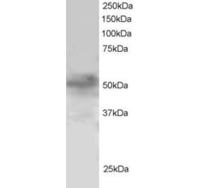 Western Blot - Anti-FOXQ1 Antibody (A83947) - Antibodies.com