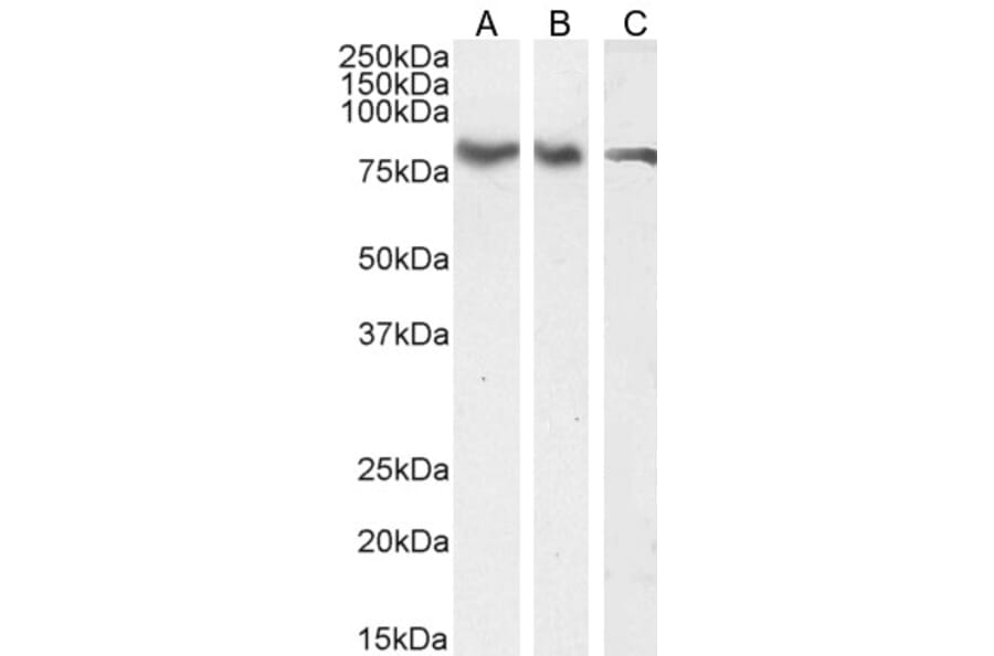 Western Blot - Anti-ILF1 Antibody (A83948) - Antibodies.com
