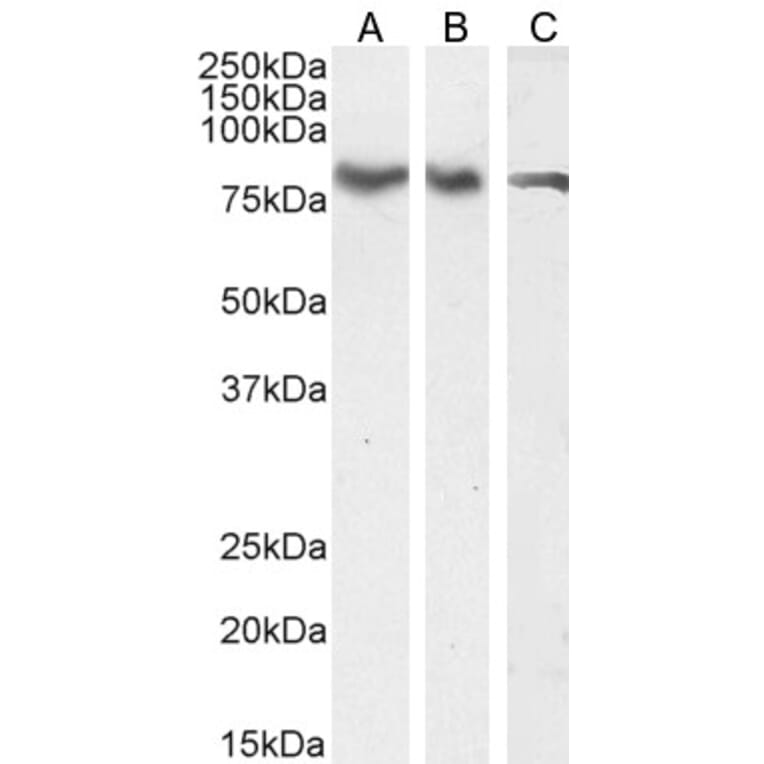 Western Blot - Anti-ILF1 Antibody (A83948) - Antibodies.com