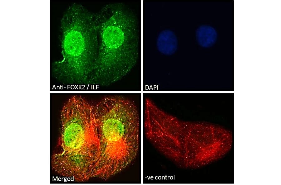 Immunofluorescence - Anti-ILF1 Antibody (A83948) - Antibodies.com