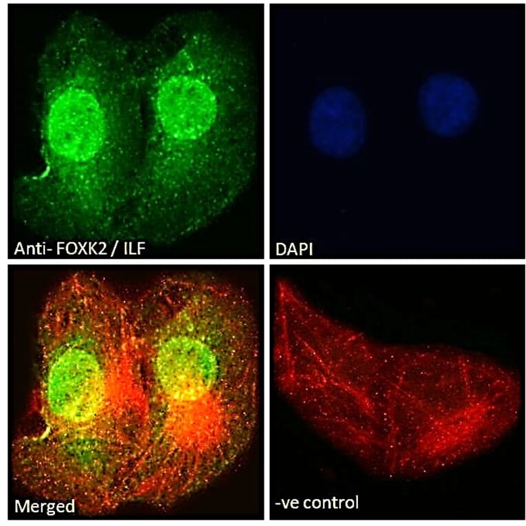 Immunofluorescence - Anti-ILF1 Antibody (A83948) - Antibodies.com