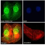 Immunofluorescence - Anti-ILF1 Antibody (A83948) - Antibodies.com