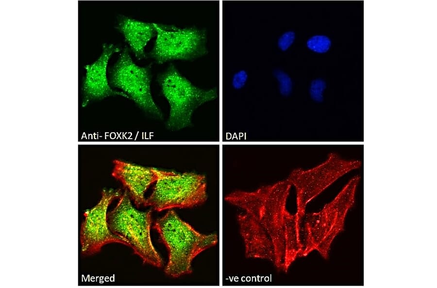 Immunofluorescence - Anti-ILF1 Antibody (A83948) - Antibodies.com