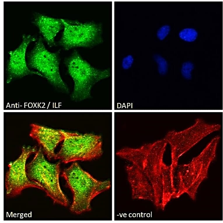 Immunofluorescence - Anti-ILF1 Antibody (A83948) - Antibodies.com