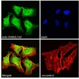 Immunofluorescence - Anti-ILF1 Antibody (A83948) - Antibodies.com
